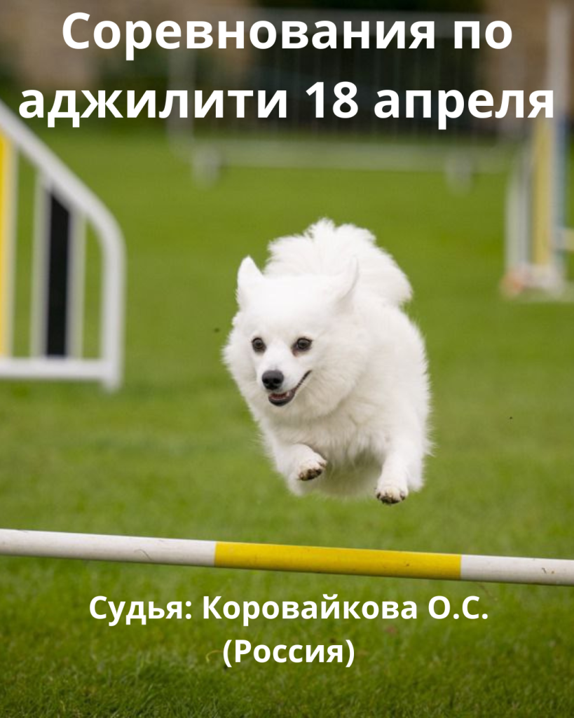 Соревнования по аджилити